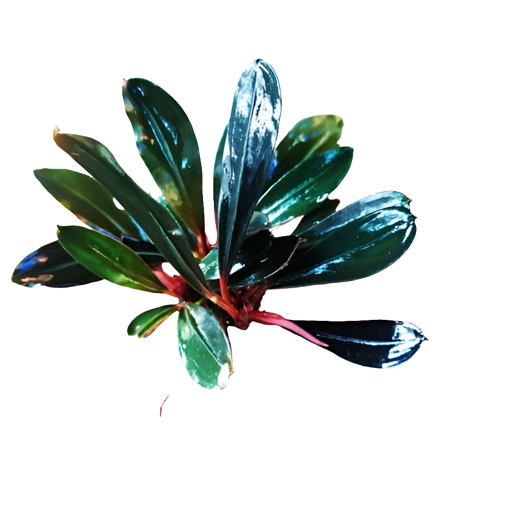 Bucephalandra sp Paris ( porzione 5x5 su legnetto)