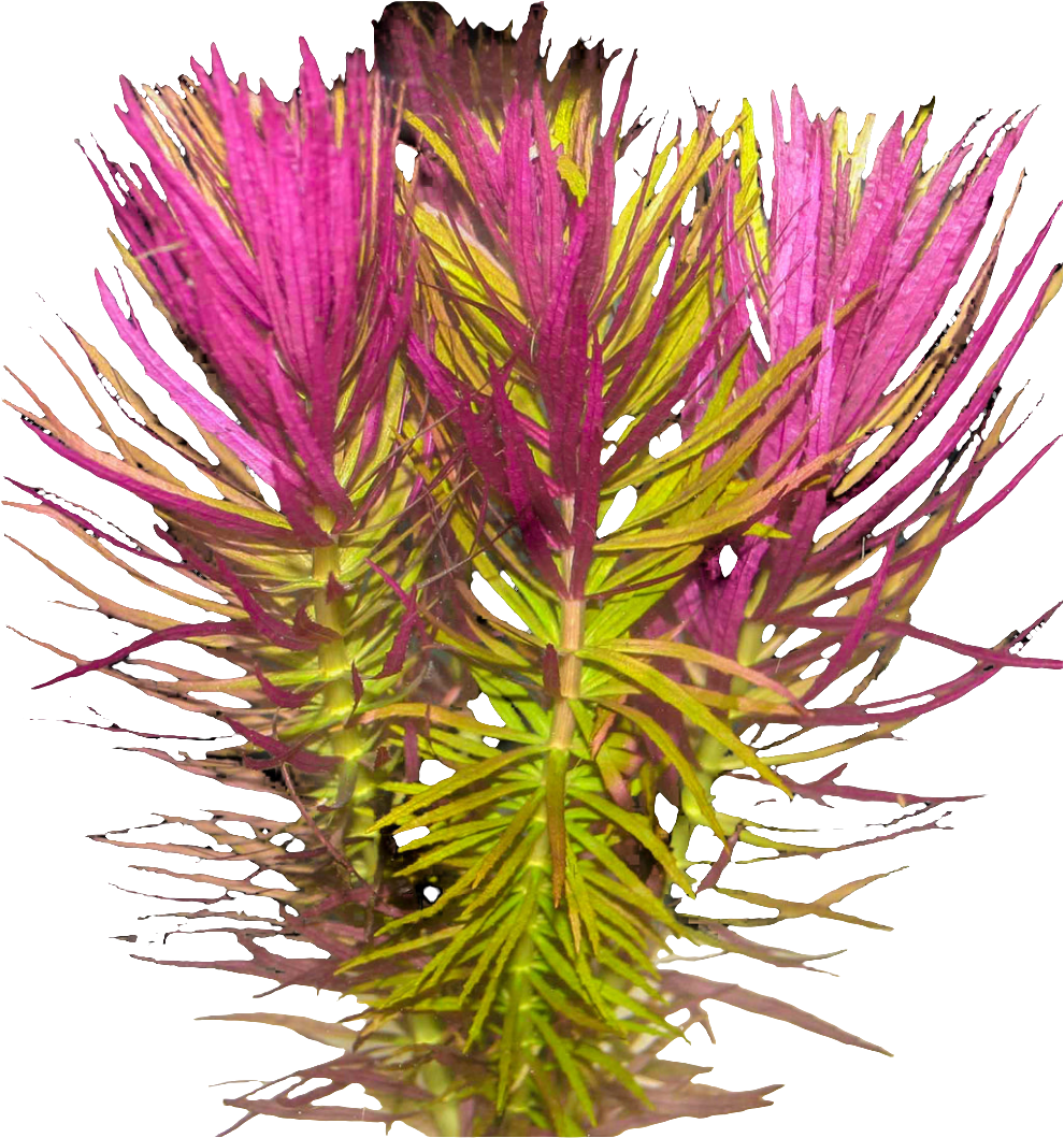 Limnophila Hippuroides