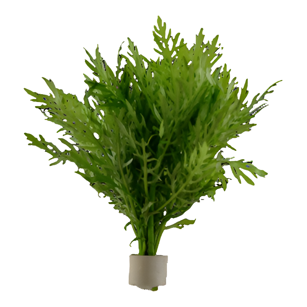 Hygrophila Difformis