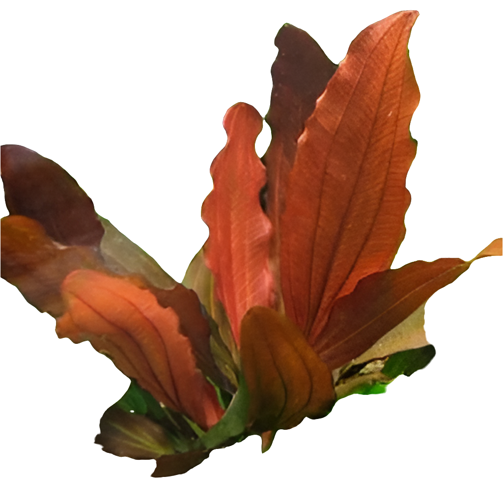 Echinodorus Indian Red