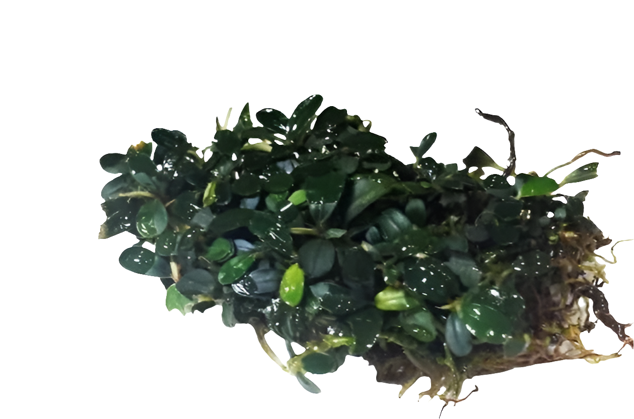 Bucephalandra Cherry PAD 5x5cm