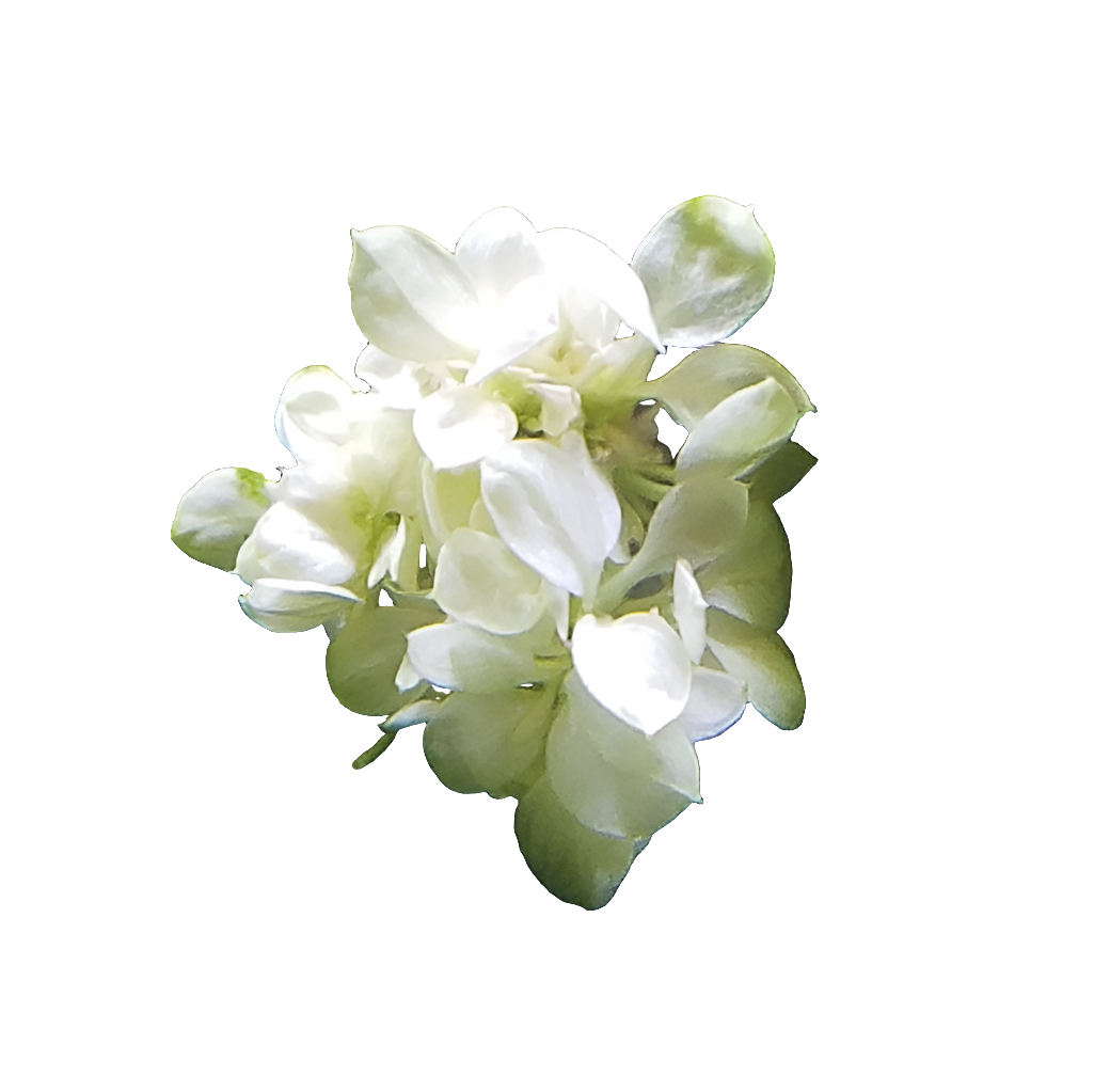 Anubias Snow White (Vitro)