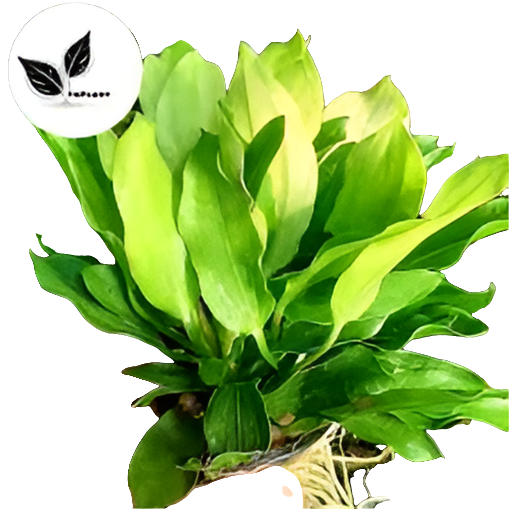 Echinodorus TF