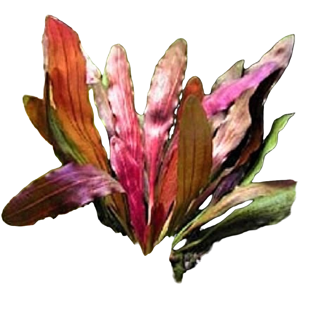 Echinodorus Red Diamond