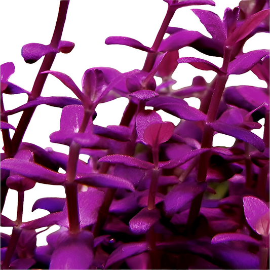 Bacopa salzmannii Purple