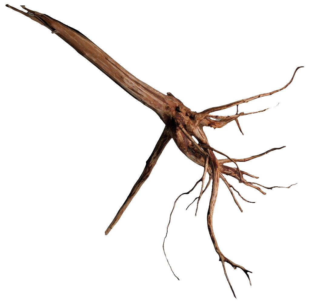 Red spider wood W3 (45cm)