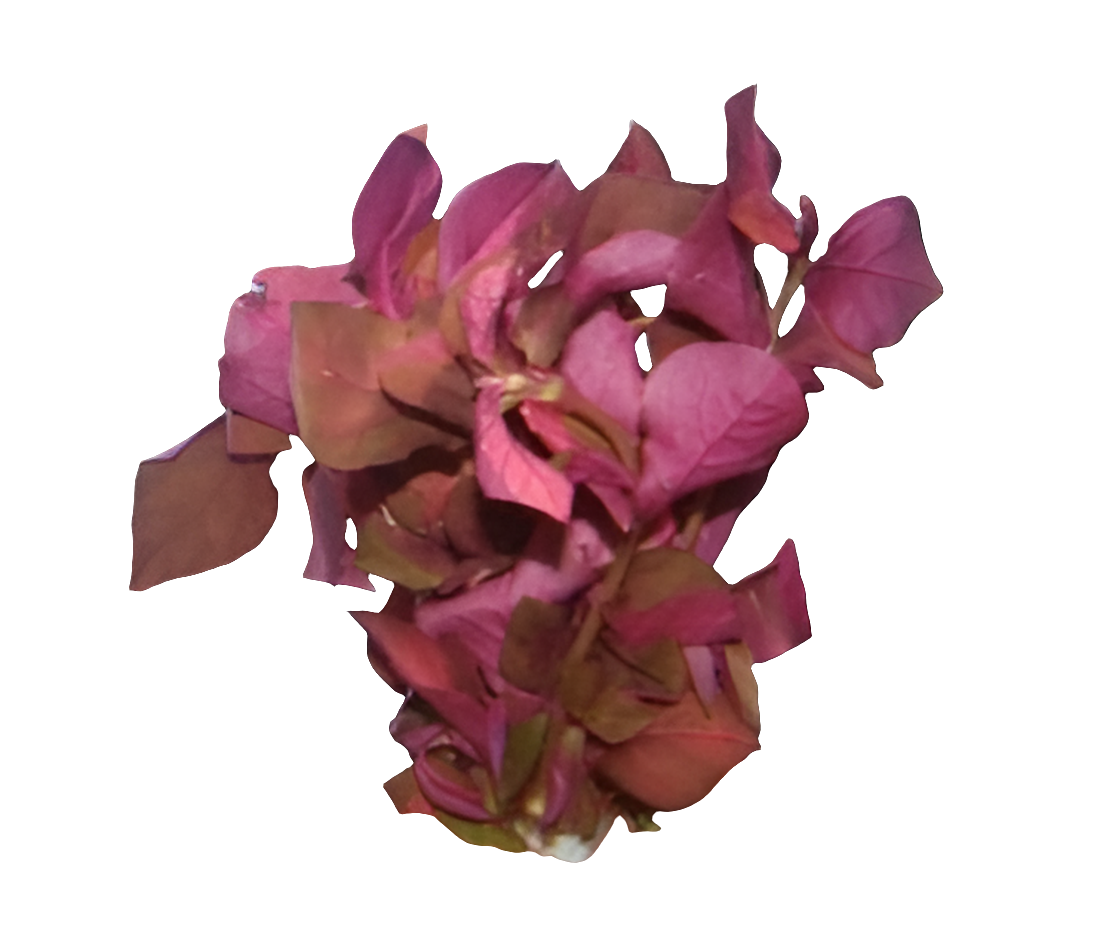 Nomaphilla Species Red