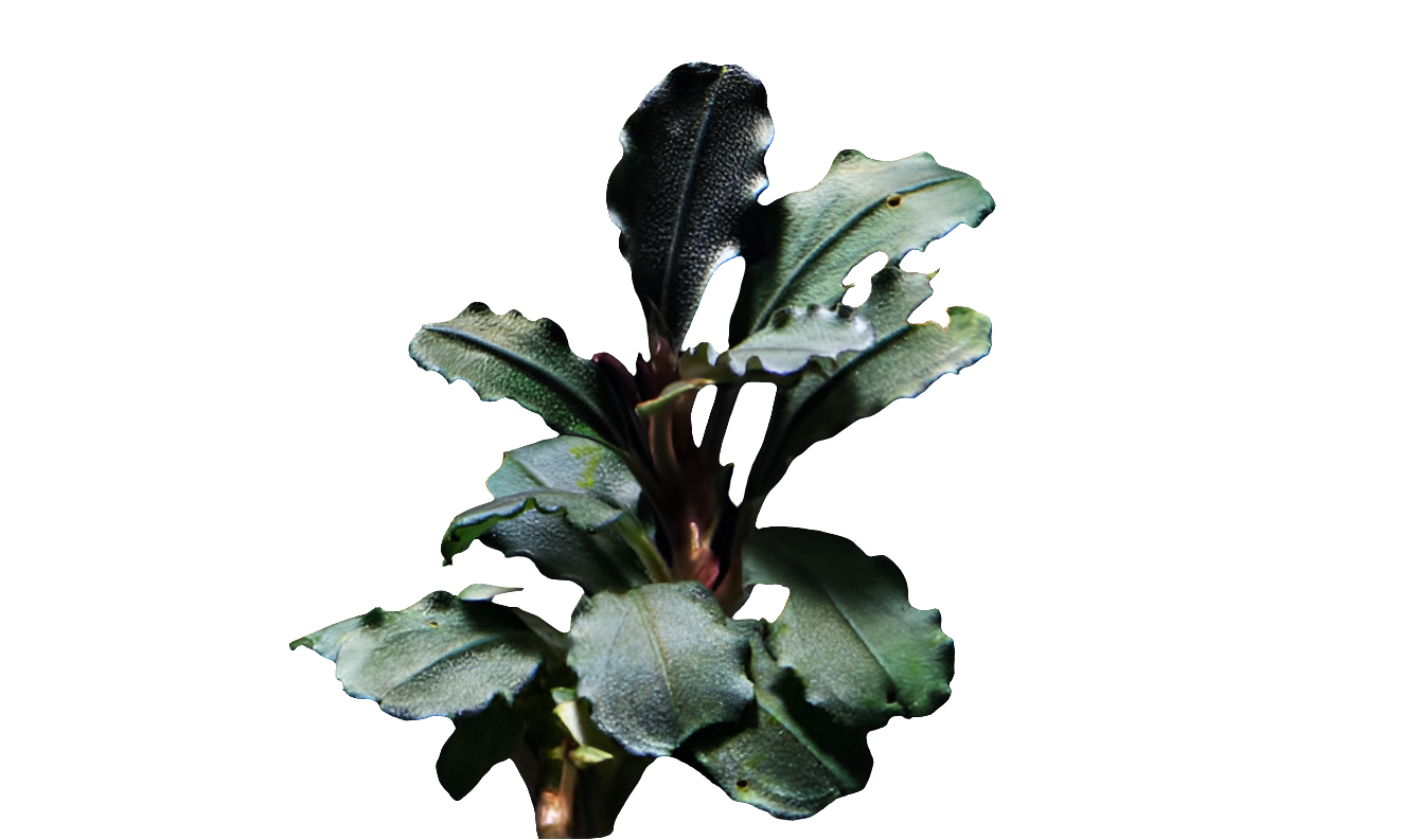 Bucephalandra Batang Kawa (Vitro)