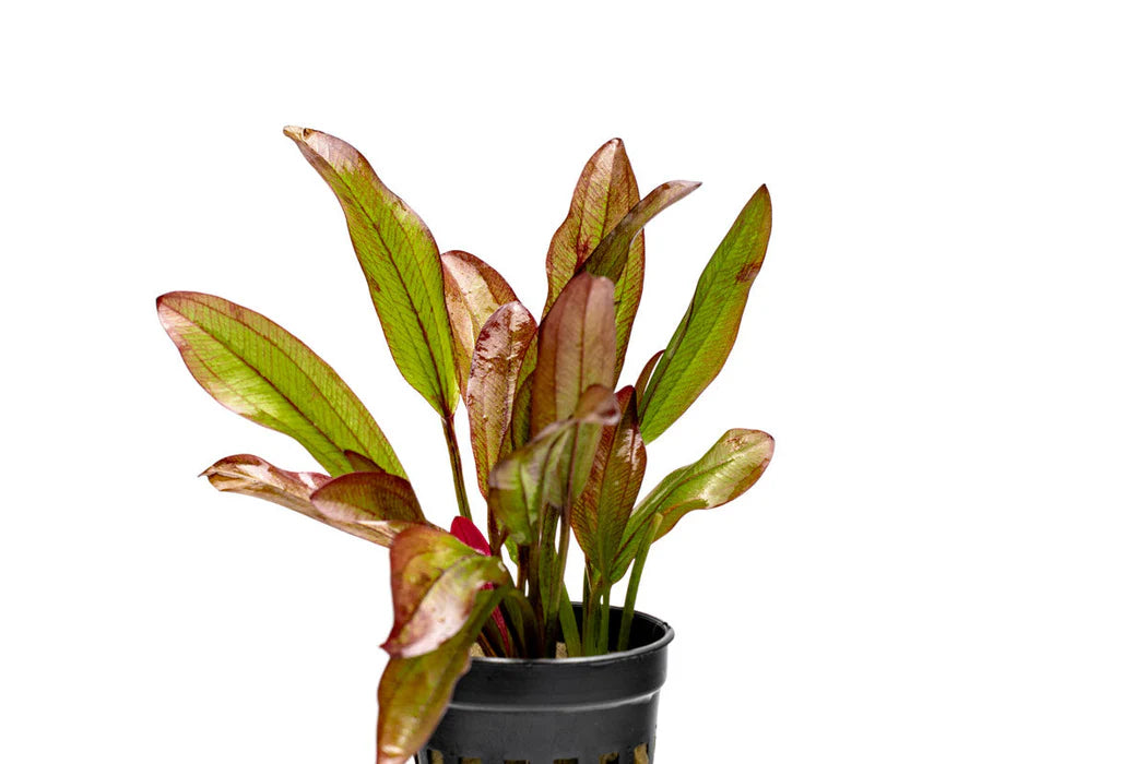 Echinodorus Devil's Eye with vibrant green and reddish leaves in a black pot.