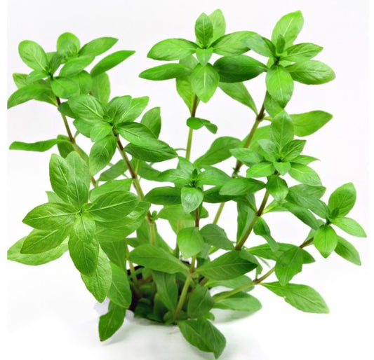 Hygrophila Polisperma