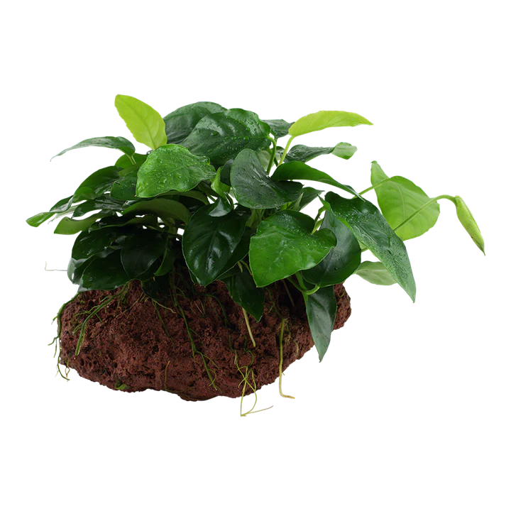 Anubias nana su legno/roccia lavica - piante acquario ToPlant