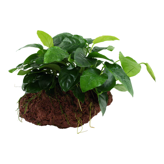 Anubias nana su legno/roccia lavica