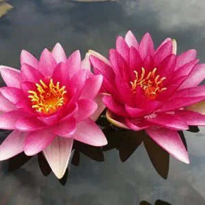 Ninfea Attraction rosa intenso