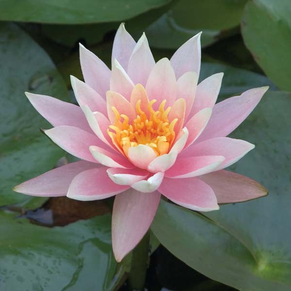 Ninfea Fabiola rosa pesca