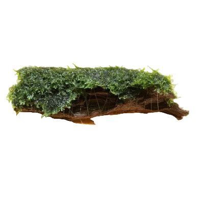 Cladophora su legno/roccia - piante acquario ToPlant