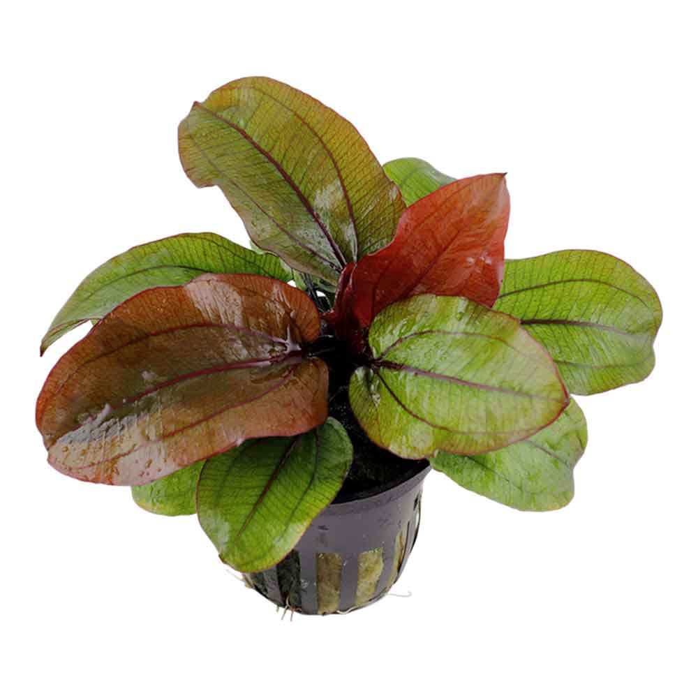 Echinodorus Reni