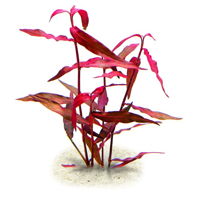 Persicaria Praetermissa rubra