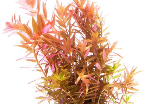 Rotala R. Orange Juice
