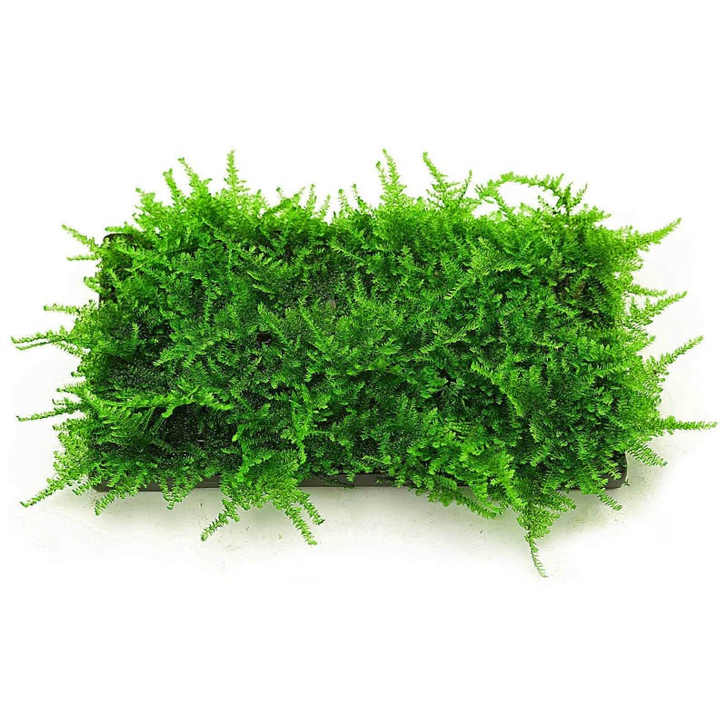 Christmas moss 10x7cm