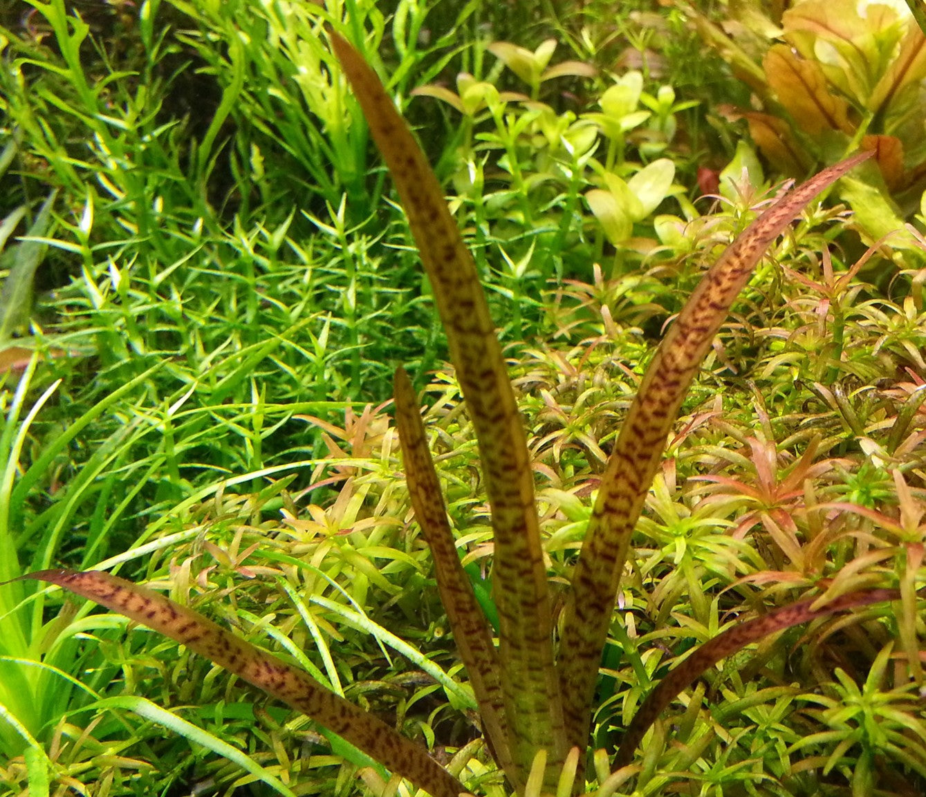 Vallisneria Leopard