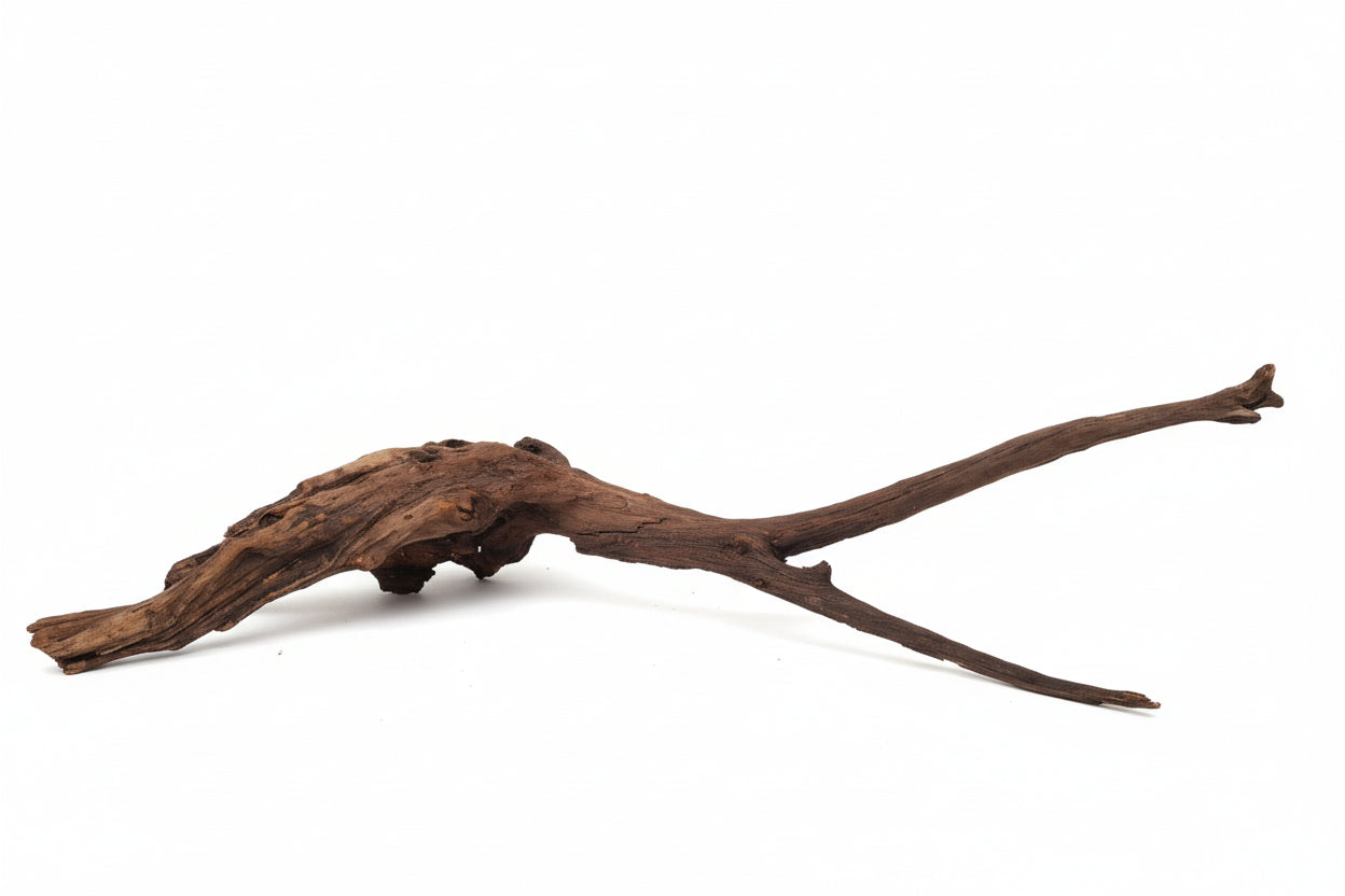 Driftwood di Mangrovia 70cm