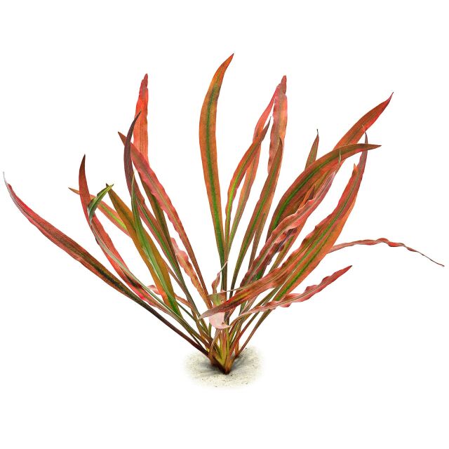 Cryptocoryne spiralis red (vitro)