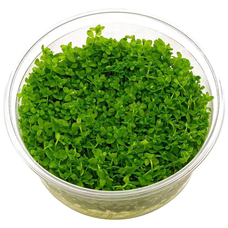 Micranthemum Micranthemoides