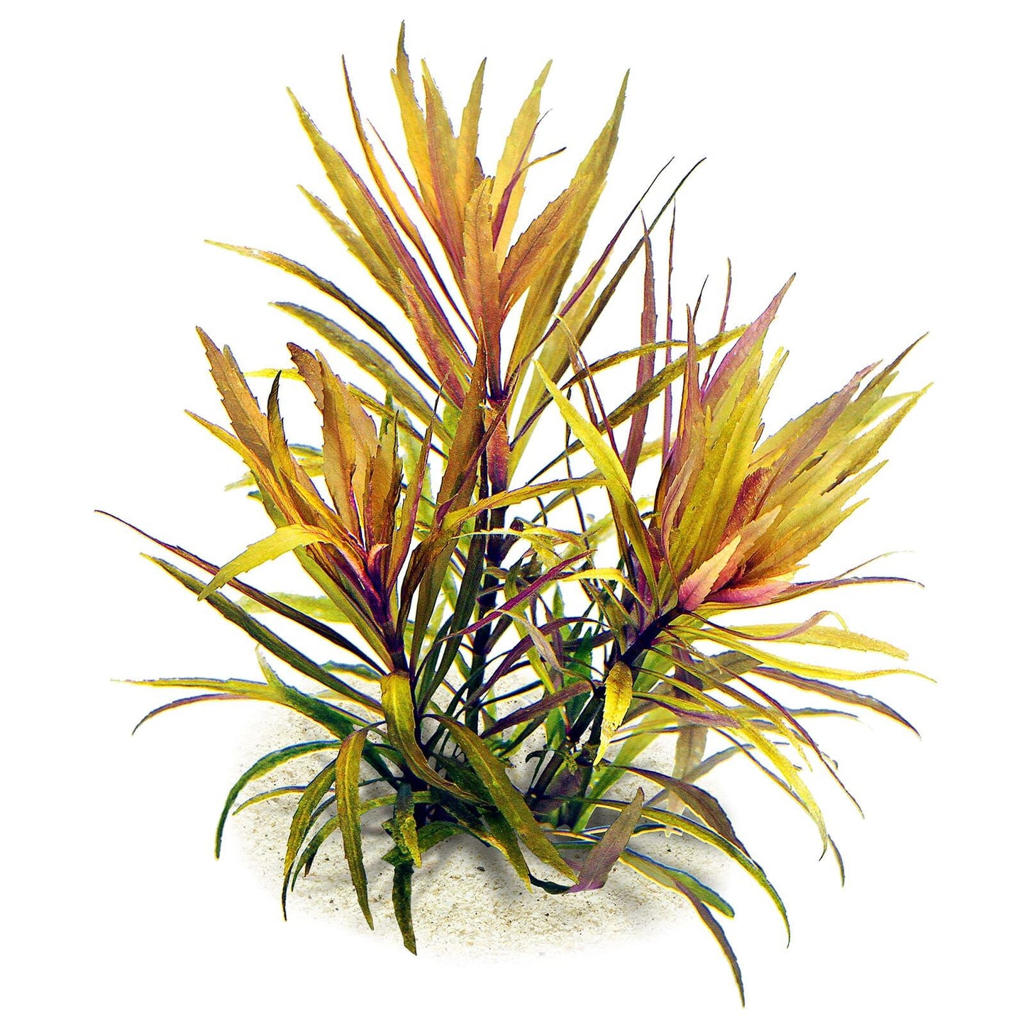 Pogostemon Broadleaf