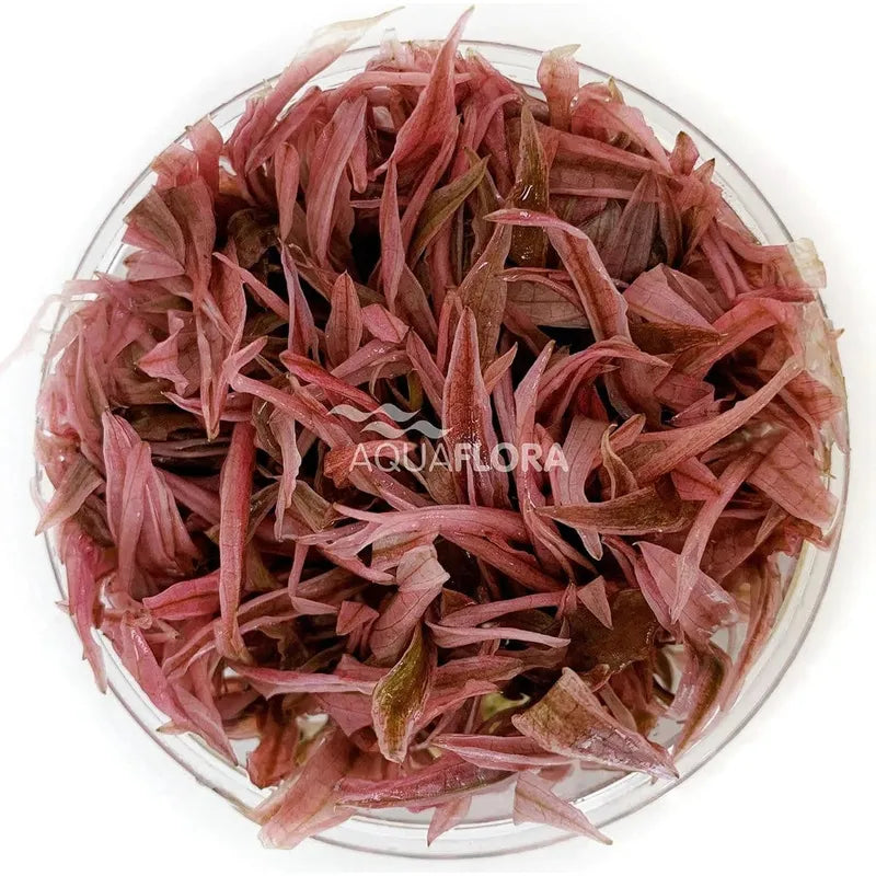 Cryptocoryne Flamingo - piante acquario ToPlant