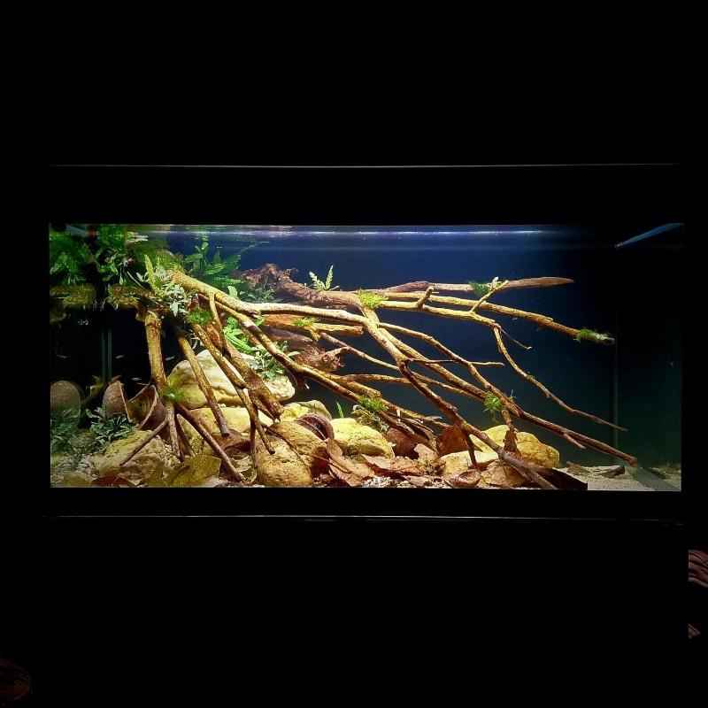 Talawa Wood