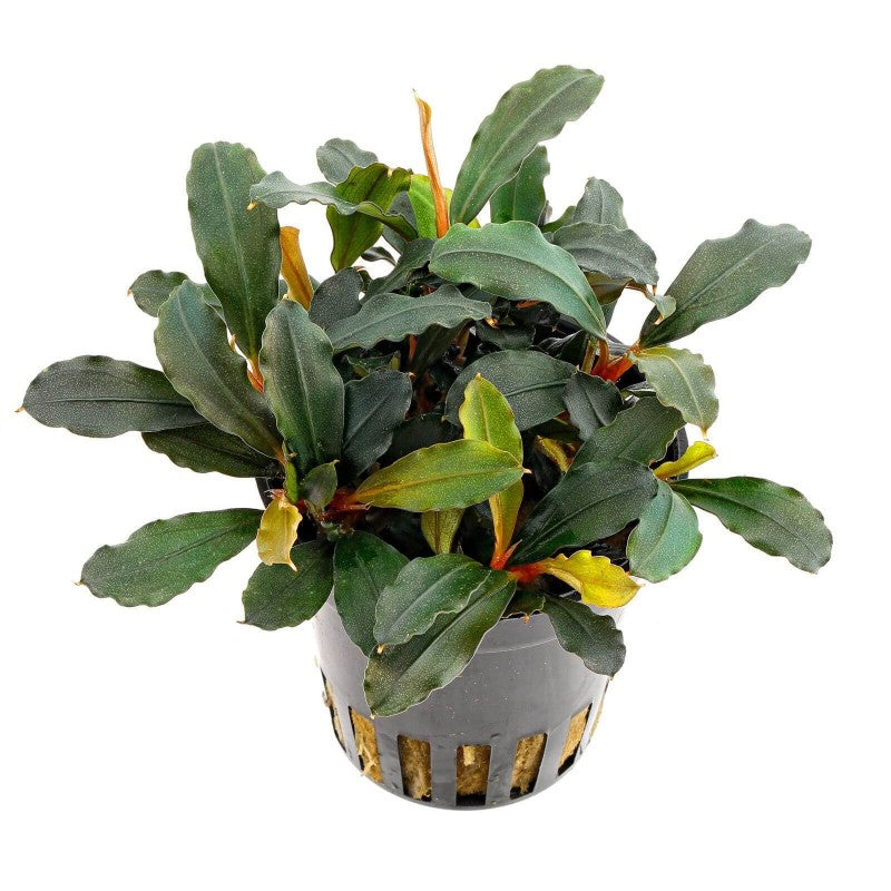 Bucephalandra Lamandau mini red