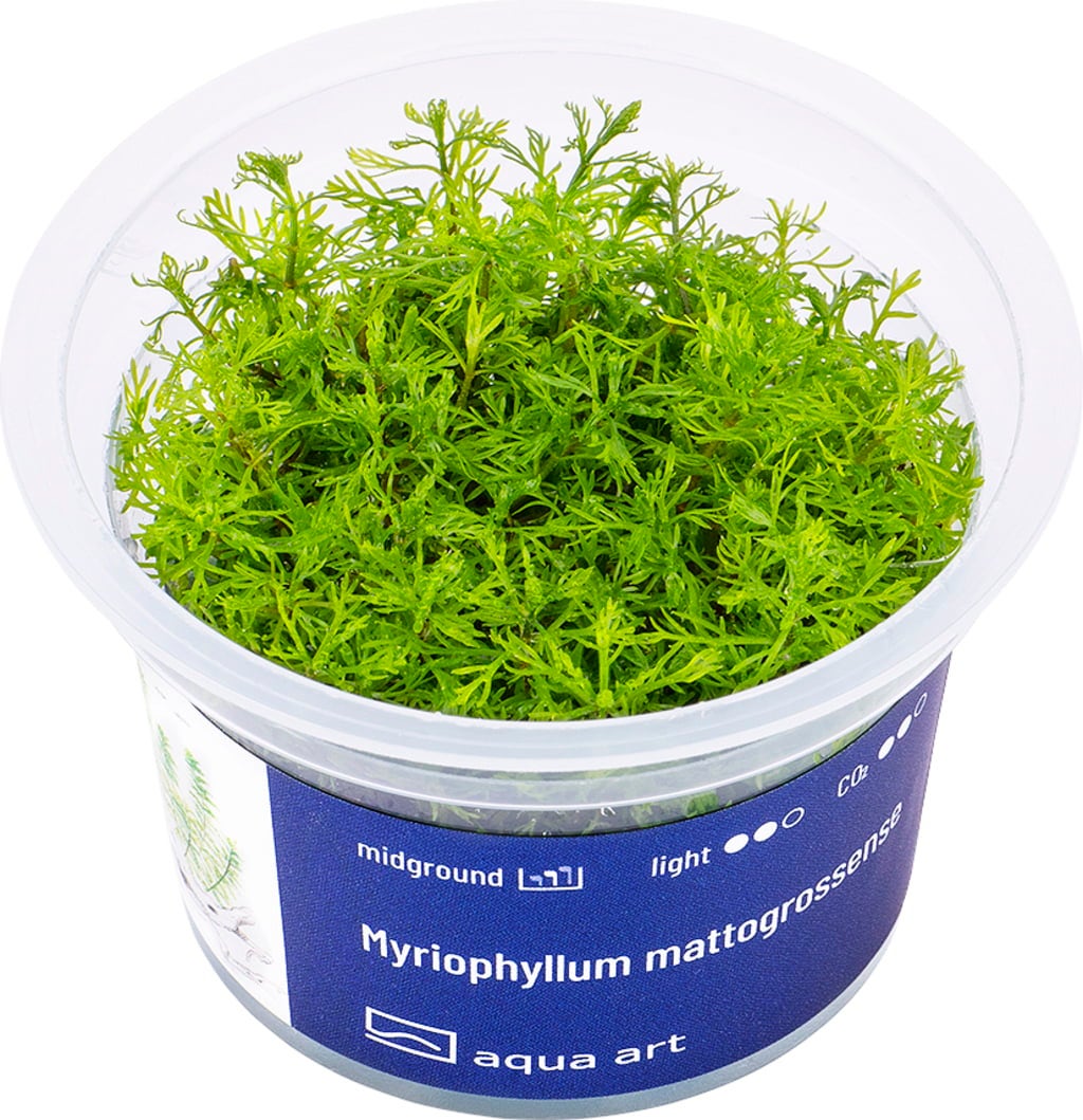 Myriophillum Mattogrossense - piante acquario ToPlant