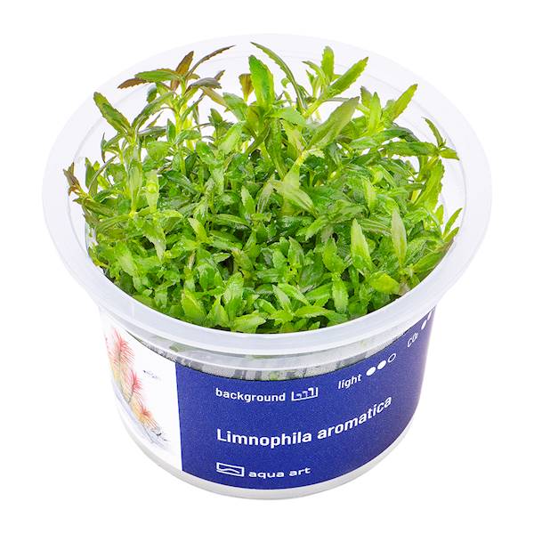 Limnophila Aromatica