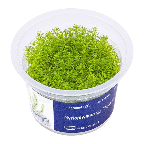 Myriophyllum sp. Guyana