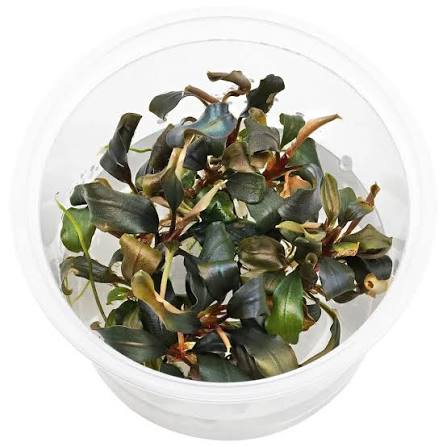 Bucephalandra sp. Mini red