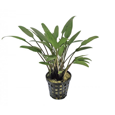 Cryptocoryne Nevillii