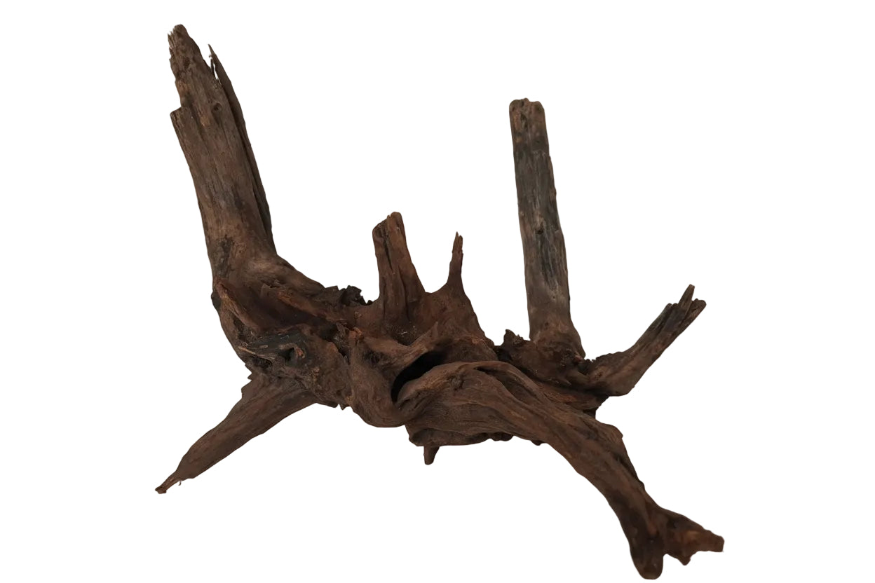 Driftwood di Mangrovia 35cm