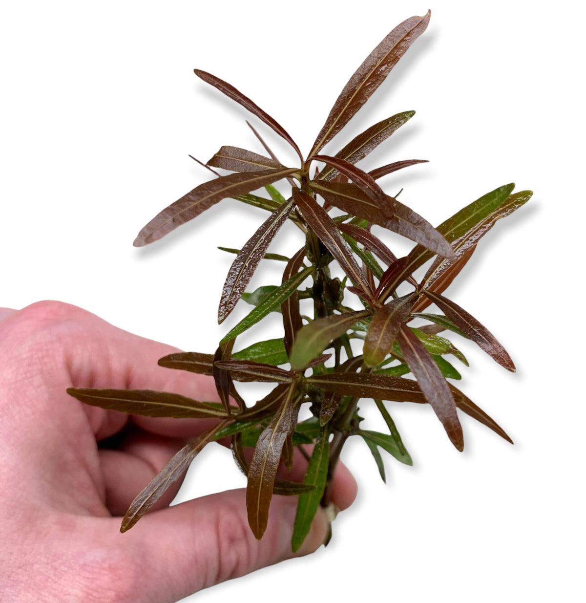 Hygrophila Lancea Araguaia