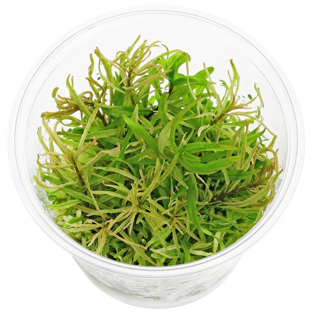 Limnophila Hippuroides