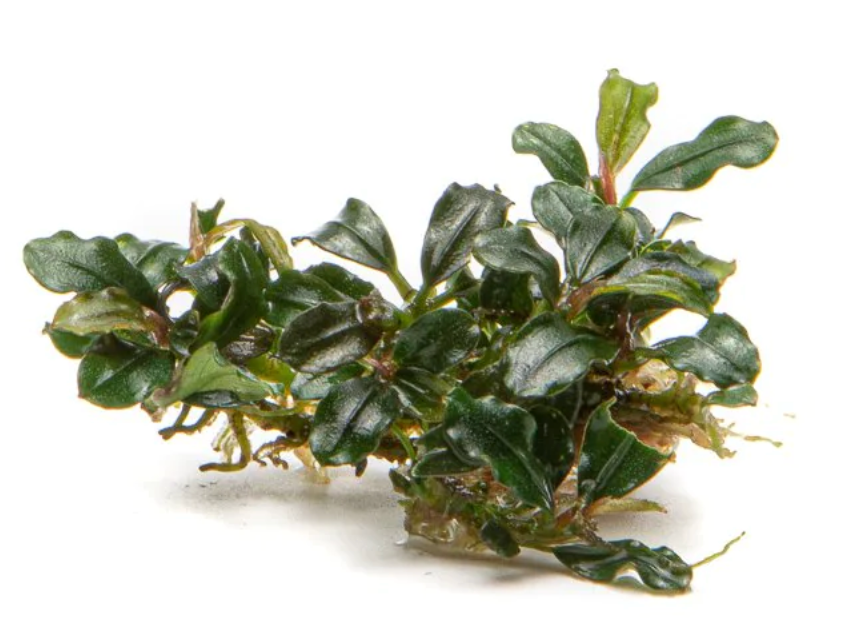 Bucephalandra Lamandau Round Leaf PAD 5x5cm