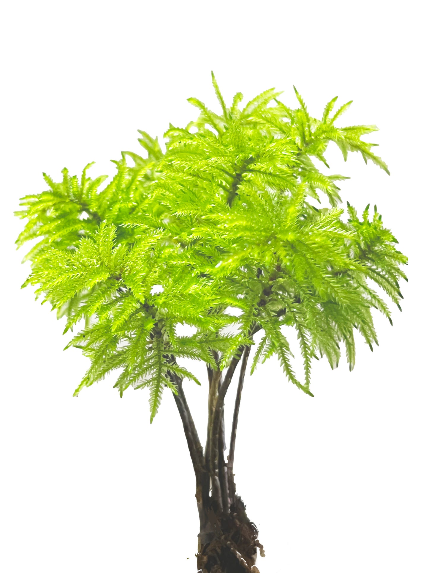 Climacium Japonicum (vitro)