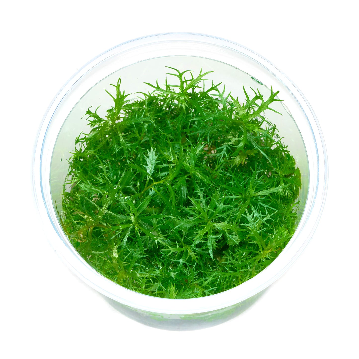 Proserpinaca Palustris