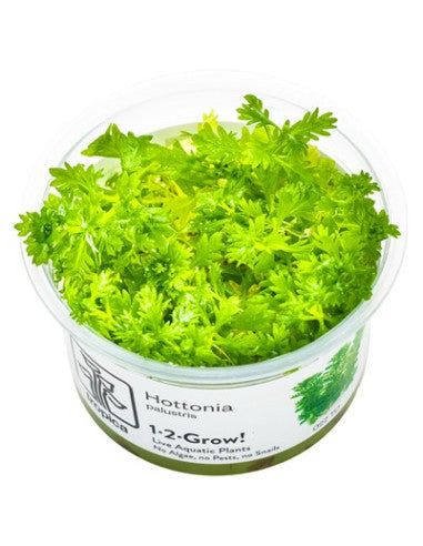 Hottonia Inflata