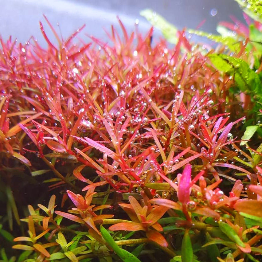 Rotala yao yai – ToPlant