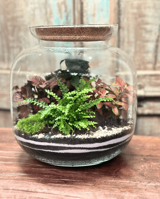 Kit Terrarium fai da te