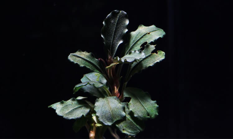 Bucephalandra Batang Kawa (Vitro)