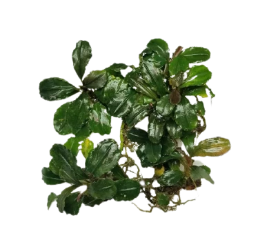 Bucephalandra Lamandau Round Leaf PAD 5x5cm