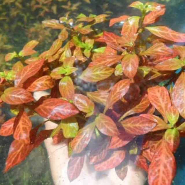 Ludwigia Atlantis