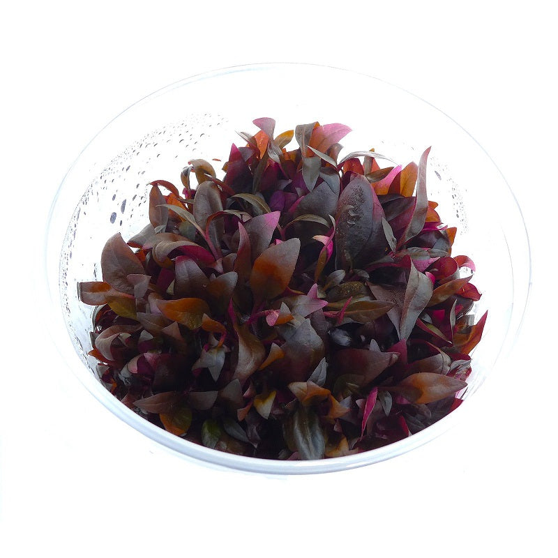 Alternanthera Reineckii Pink