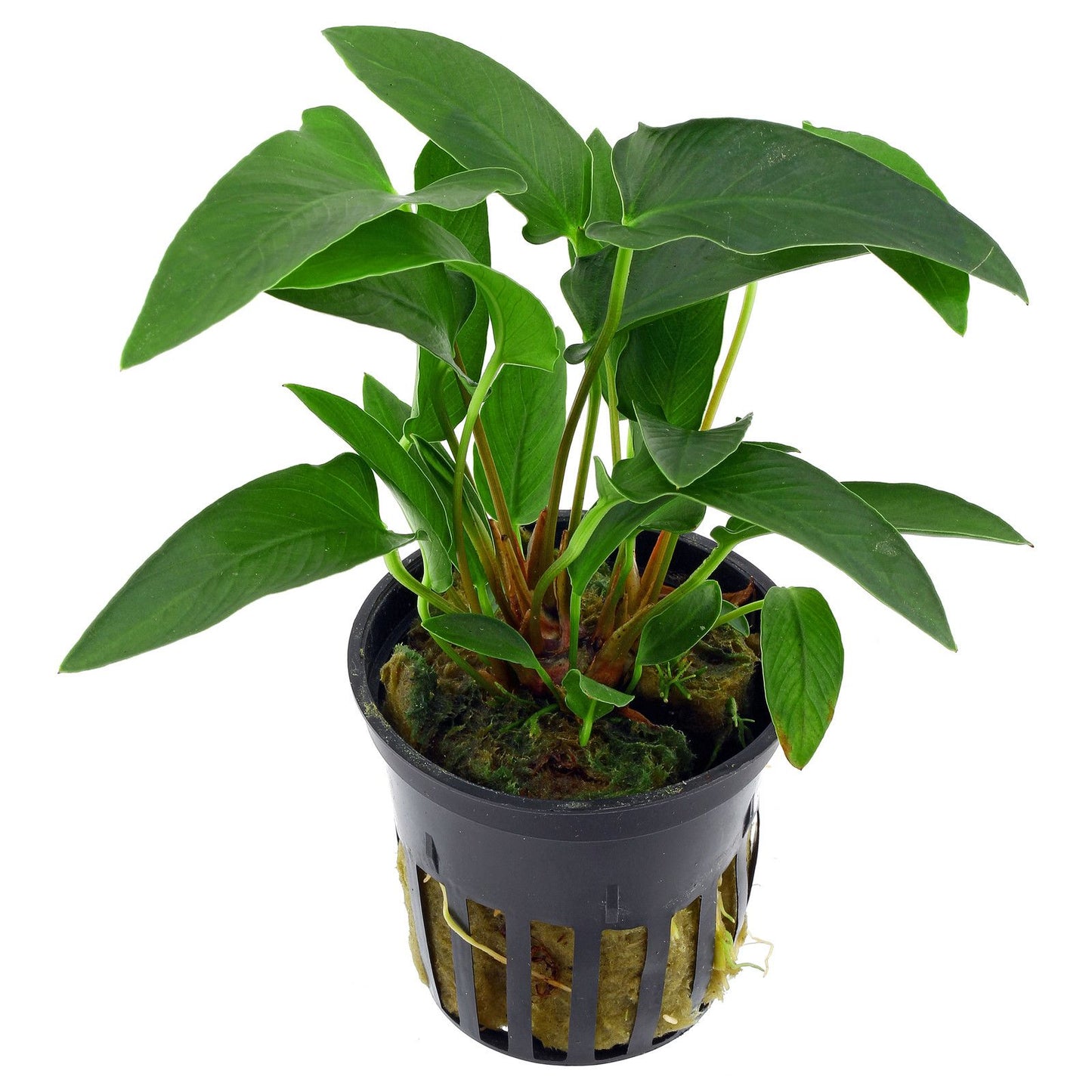 Anubias Gracilis